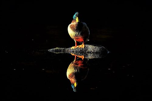 duck on the water glendalough